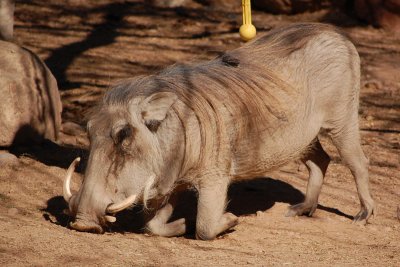 Warthog