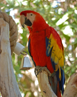 Macaw