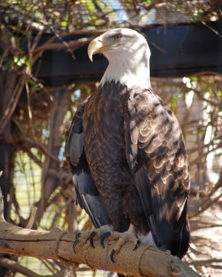 Bald Eagle