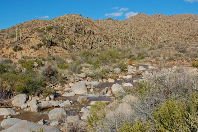 Tonto National Forest