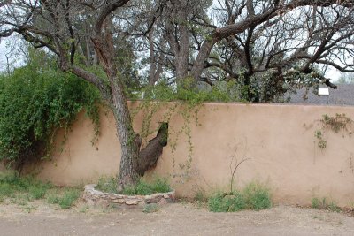 Fence with tree