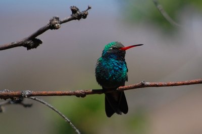 Hummingbirds