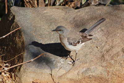 Birdwatching