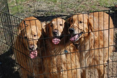 Dogs love the PopUp Rally