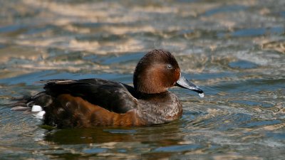 Witoogeend - Ferruginous Duck