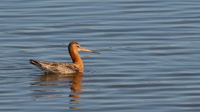 Grutto - Black-tailed Godwit - Limosa limosa