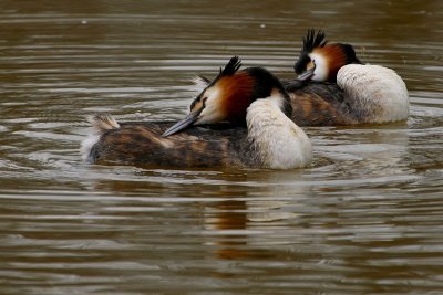 Fuut - Great Crested Grebe - Podiceps cristatus