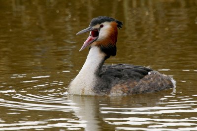 Fuut - Great Crested Grebe - Podiceps cristatus