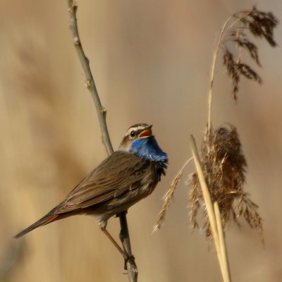 Blauwborst - Bluethroat - Luscinia svecica