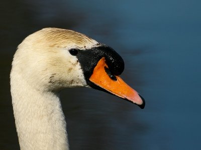 Knobbelzwaan - Mute Swan - Cygnus olor