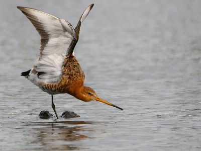 Grutto - Black-tailed Godwit - Limosa limosa