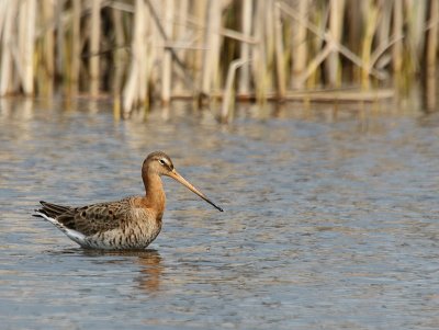 Grutto - Black-tailed Godwit - Limosa limosa