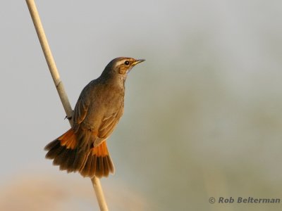 Blauwborst - Bluethroat - Luscinia svecica