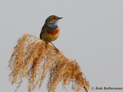 Blauwborst - Bluethroat - Luscinia svecica