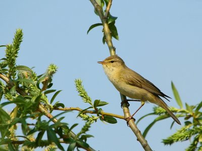 Fitis - Willow Warbler -Phylloscopus trochilus