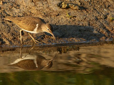 Oeverloper - Common Sandpiper - Actitis hypoleucos