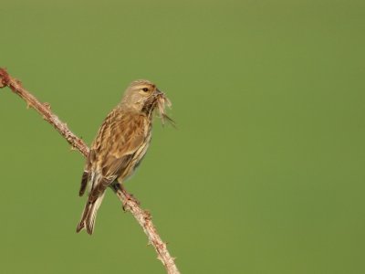 Kneu -  Linnet - Carduelis cannabina (Female)