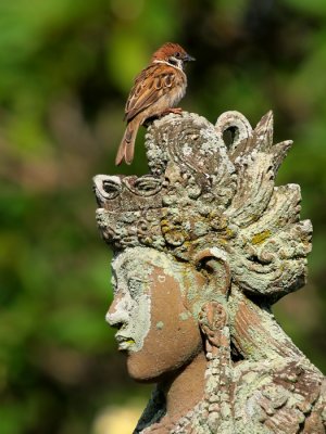 Ringmus - Passer montana - Tree Sparrow