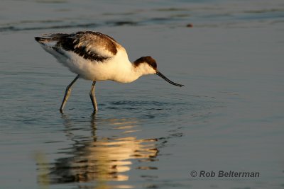 jonge Kluut - young Avocet