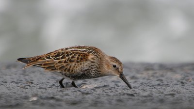 Bonte Strandloper - Dunlin