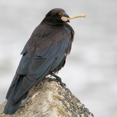 Zwarte Kraai - Carrion Crow