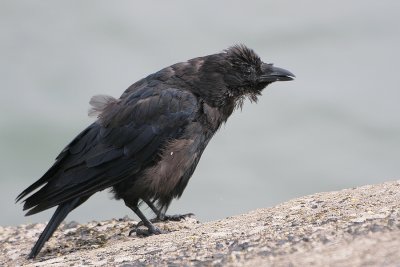 Kraai - Carrion Crow-7562.JPG