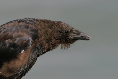 Kraai - Carrion Crow-7538.JPG