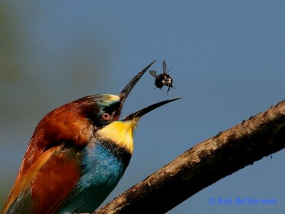 Bee-eater-02 at Rotterdam Zoo