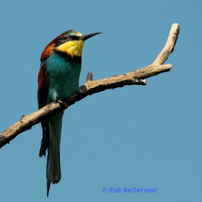 Bee-eater-01 at Rotterdam Zoo