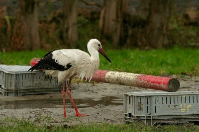 Ooievaar - White Stork (Refused to jump 3 times. Disqualified by jury :-) )