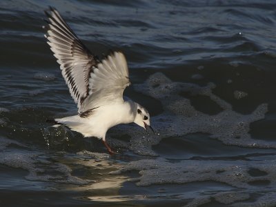Dwergmeeuw - little Gull