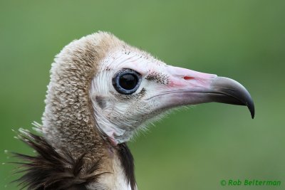 Kapgier - Hooded Vulture (Rotterdam Zoo)