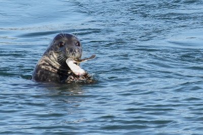 Grijze Zeehond -Grey Seal