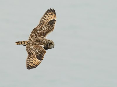 Velduil - Short-eared Owl - Asio flammeus