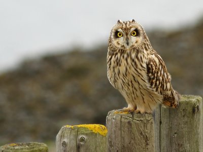 Velduil - Short-eared Owl - Asio flammeus