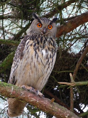 Male Eagle Owl - Oehoe  - Bubo bubo