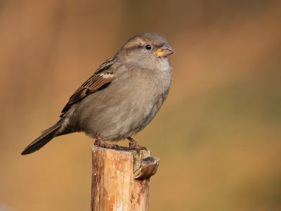 Huismus vrouw