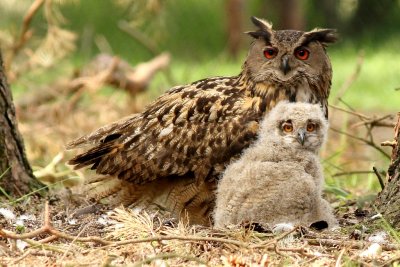 Oehoe - Eurasian Eagle Owl - Bubo bubo