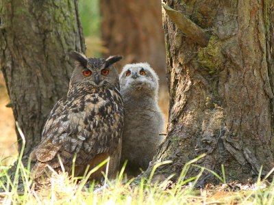 Oehoe - Eurasian Eagle Owl - Bubo bubo