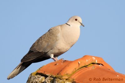 Tortelduif - Eurasian Collared Dove