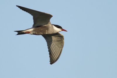 Witwang Stern - Whiskered Tern