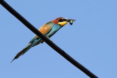 Bee-eater - Merops apiaster