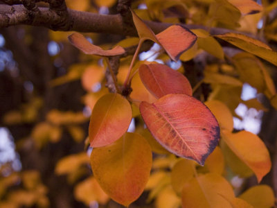 Pear tree leaves