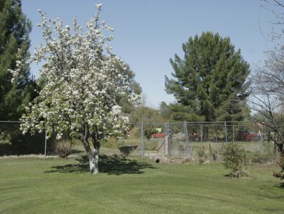 Pear tree blossoming