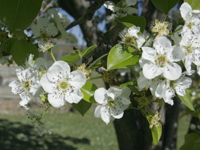 Pear tree blossoms