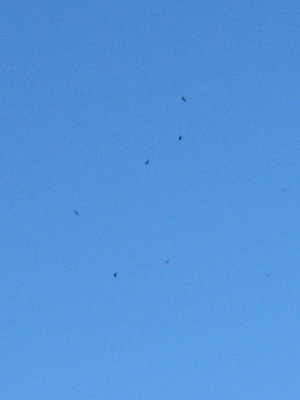 Ravens again forming six-sevenths of the Big Dipper