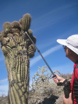 Indecent probing of a crested saguaro