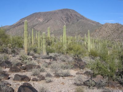 Table Top Mtn from the saguaro forest