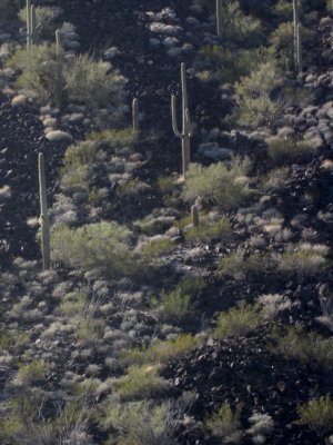 Saguaro among the lava flow
