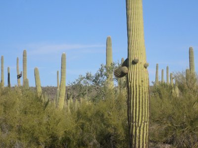 Rhymes with crested saguaro